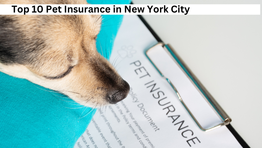 Top 10 Pet Insurance in New York City