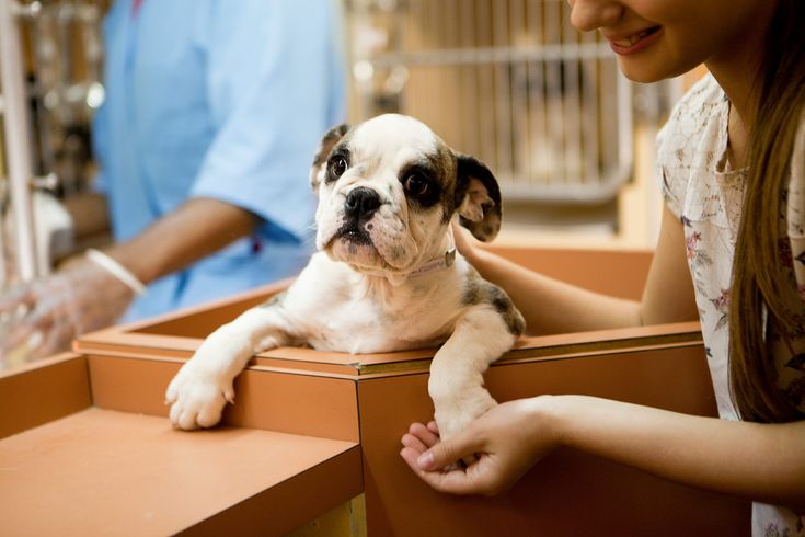 Top 10 Pet Adoption Centers in Philadelphia City