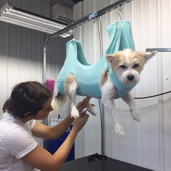 Explore Best10 Mobile Pet Grooming Services in Dallas City