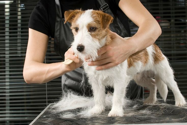 Best 10 Mobile Pet Grooming in San Jose City