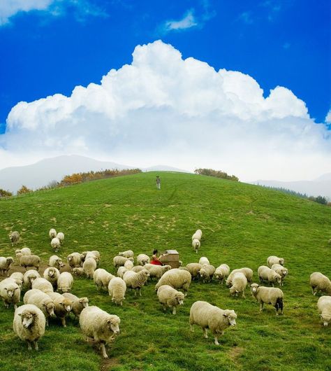 Top  10  Livestock   in   Austin