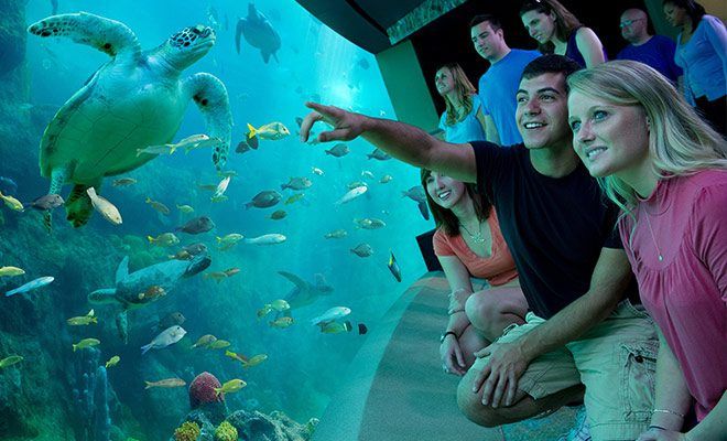 Best Jacksonville Vacation Packages