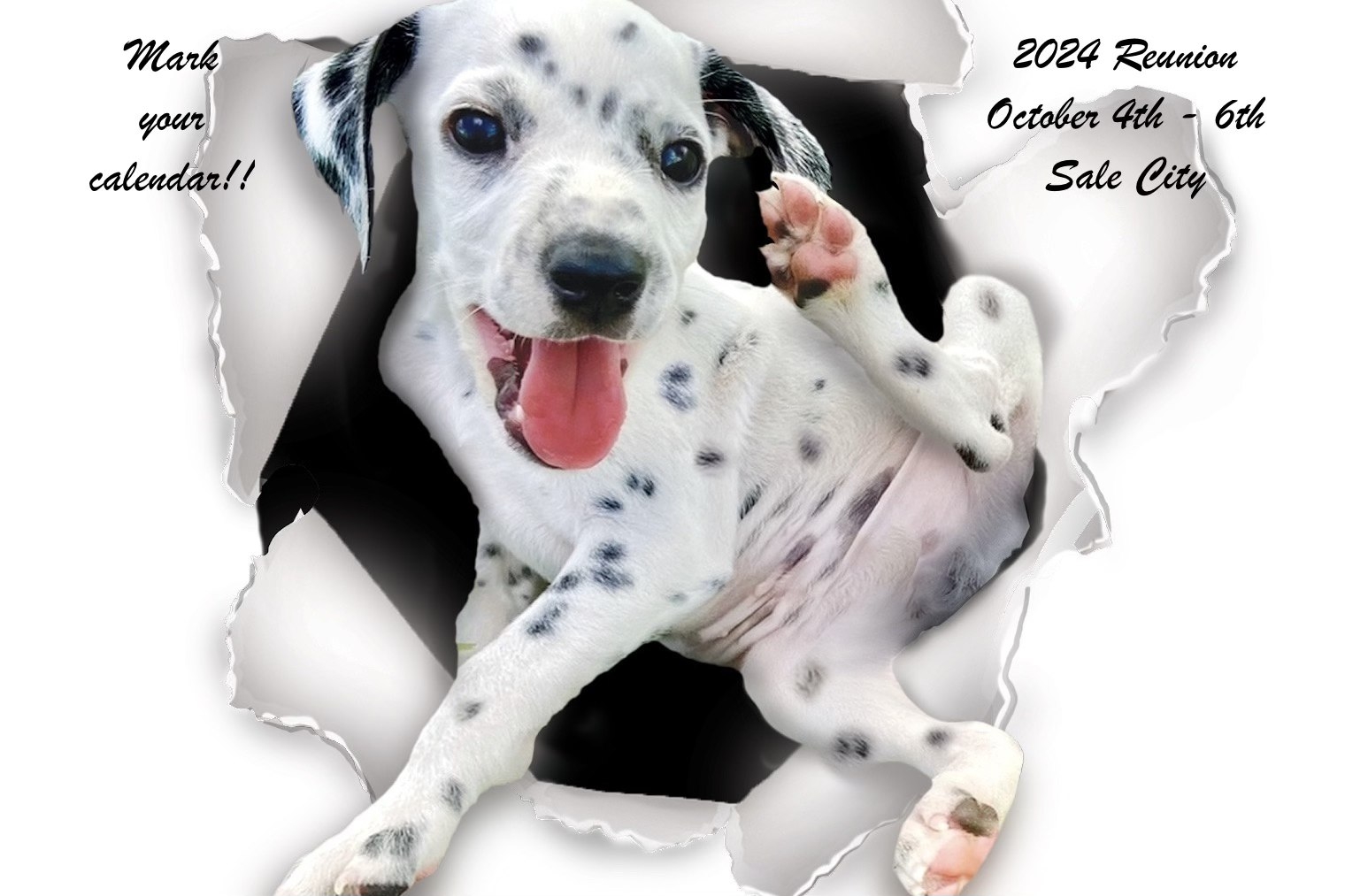 Miniature Dalmatians