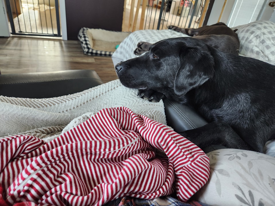 On Cue Training and Kennels