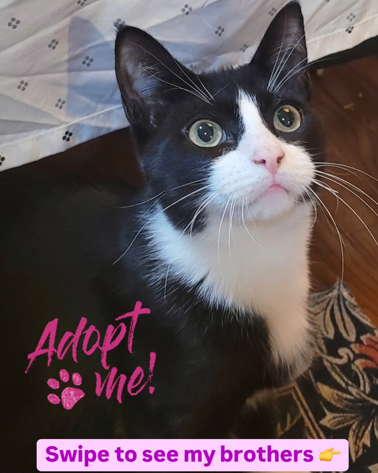 Brooklyn Animal Action Inc