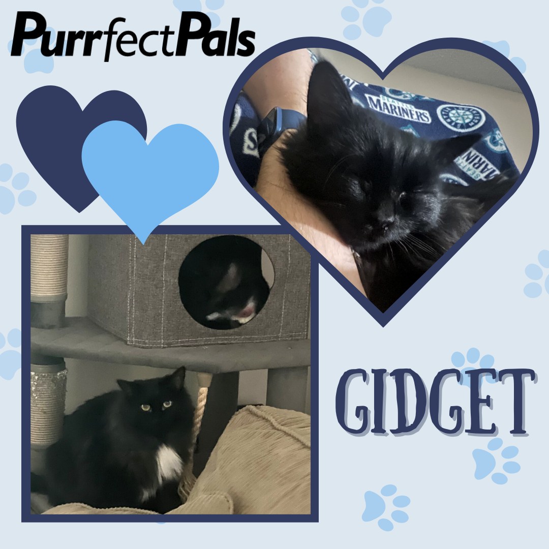 Purrfect Pals Cat Rescue