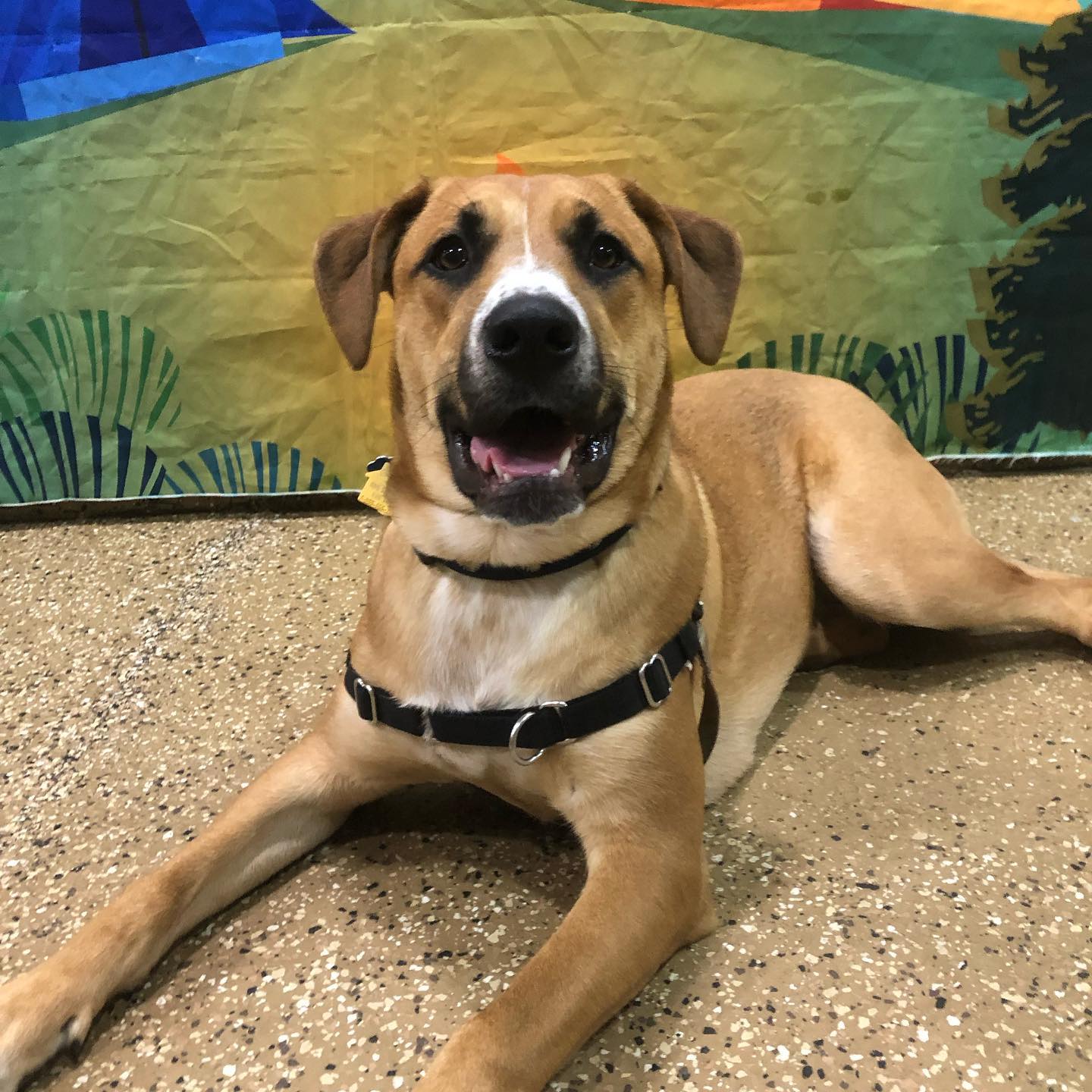 Amanda Gagnon Dog Training