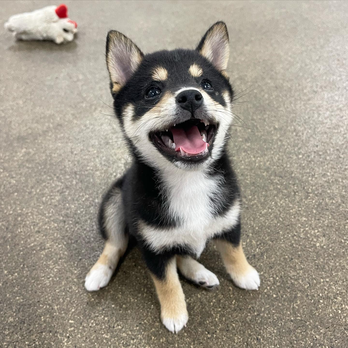 Andrea Arden Dog Training