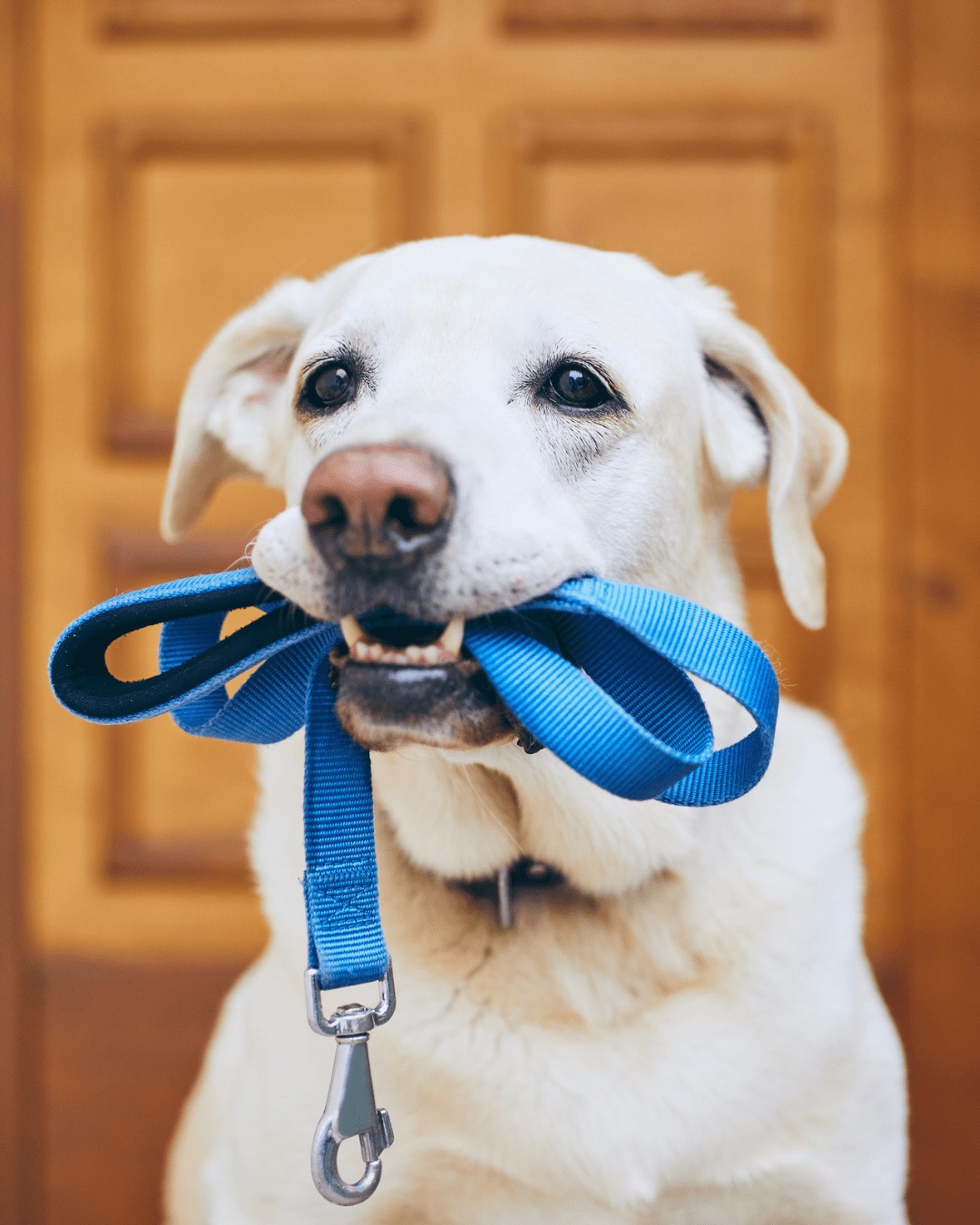 Bark Busters Home Dog Training