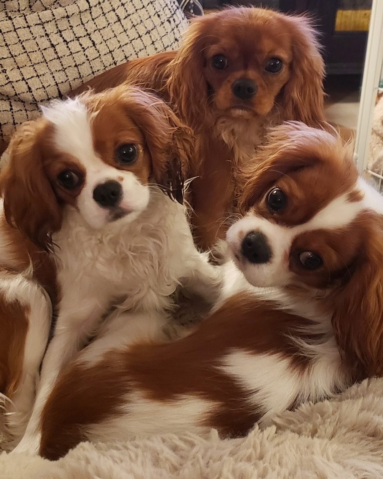 Westside Veterinary Center