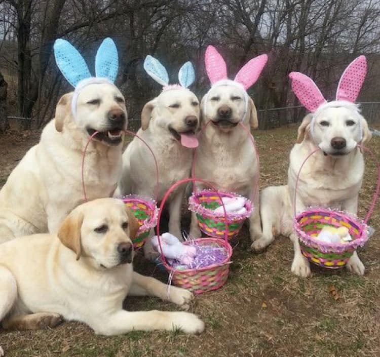 Miss Molly's Lap-Luxury Pet